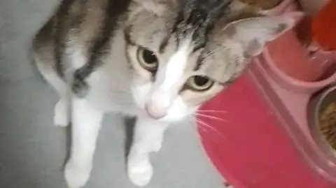 Pet-sitter