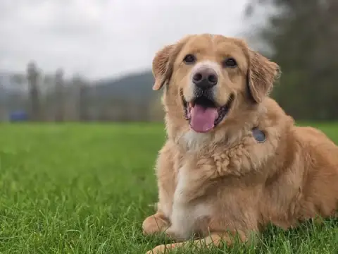 Déclic Canin