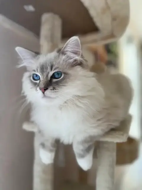 Callisto Animaux