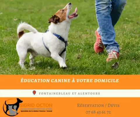 Comportementaliste Éducatrice chat et chien - Sigrid Octon