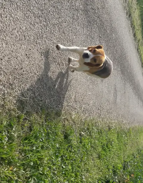 pension canine de la moinerie