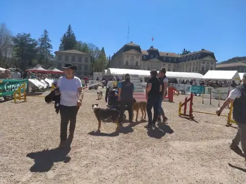 Avcd Sports Canins 43