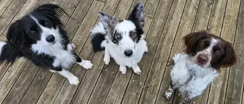 Ô CHIEN DIVIN