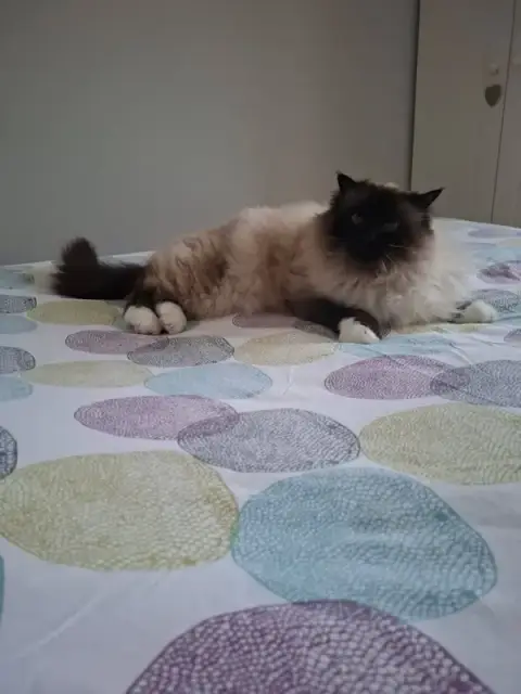 LaetiT'Patounes