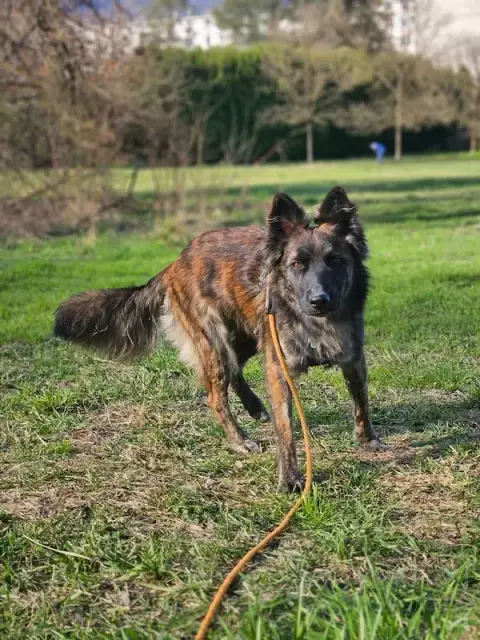 HappyDog - Petsitter