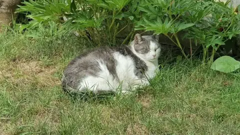Le domaine câlin