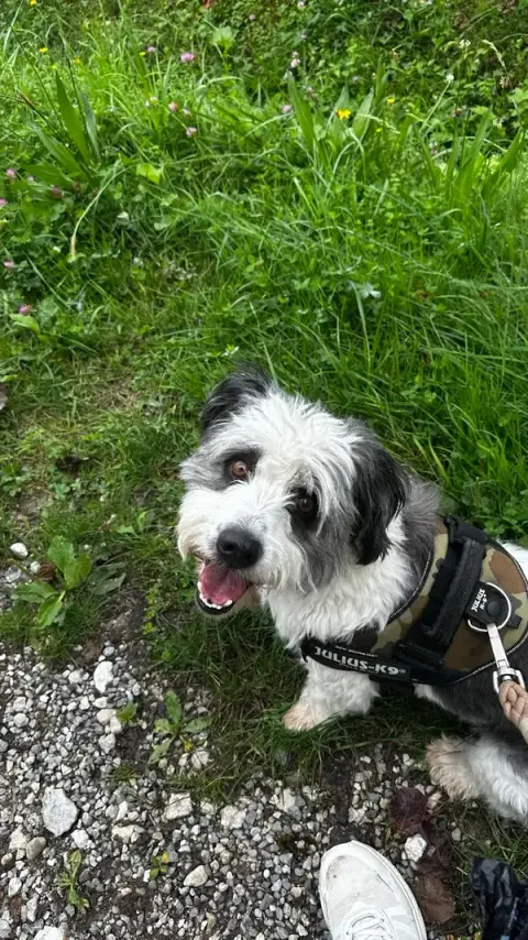 SYLV EDUC Educateur et comportementaliste canin entre Saint-Julien-en-Genevois et Annecy