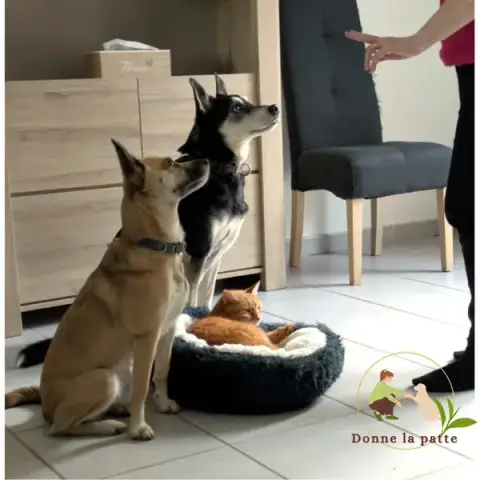 Donne la patte - Educateur Comportementaliste canin