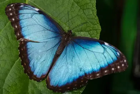 In Butterfly Paradise