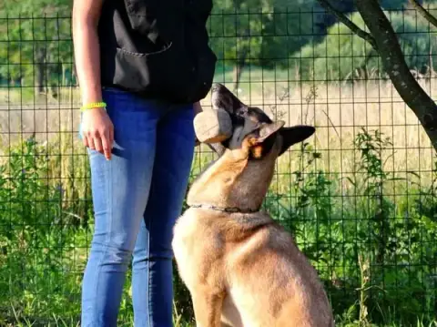 Canis Conseils