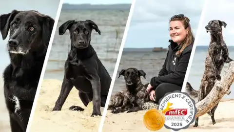 Aude Dog - Education canine / Spécialiste Certifiée Chiots et Chiens de famille