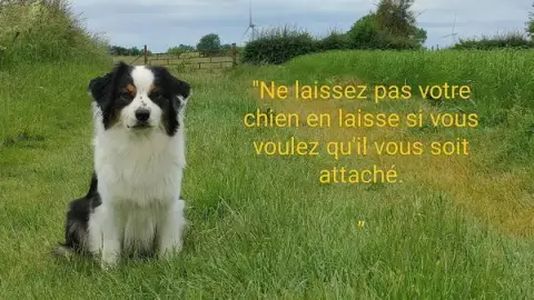 Feeling Dog