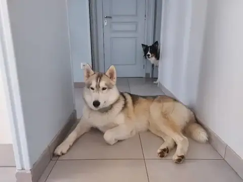 Comme à la maison Pension canine familiale