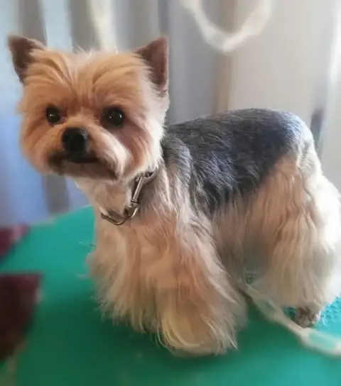 CaniBrush30