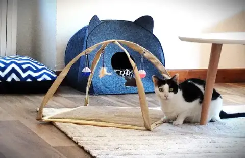 Club RonRon - Pension pour chat Clairvaux d'Aveyron