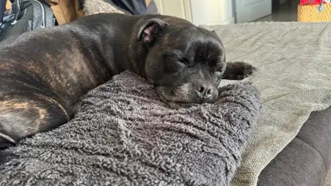 Éducation canine Vic'canin
