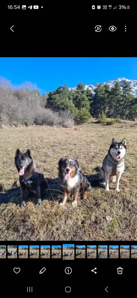 Canimuse Educateur comportementaliste canin champsaur valgaudemar