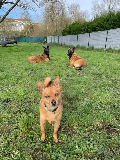 Livia - Guid’Animale : Consultante en Comportement Canin & Félin