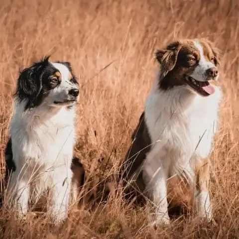 Feeling Dog