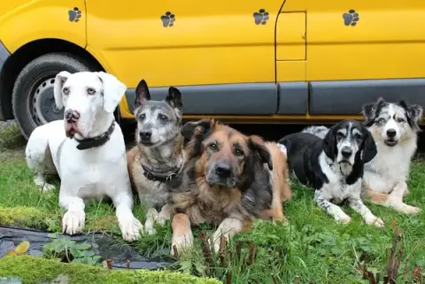 ABC Chien