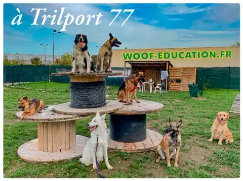 WOOF EDUCATION pour chiens