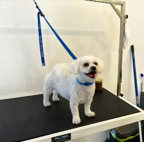 Doggos Grooming, Artisan Toiletteur