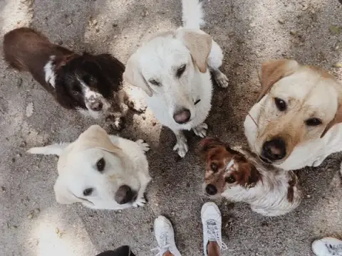 Martine et ses chiens