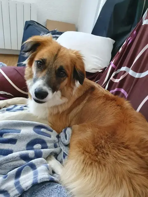 Sérénité Canine