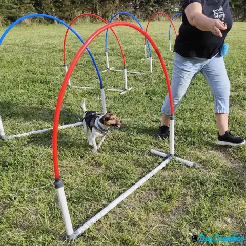 Dog Complice