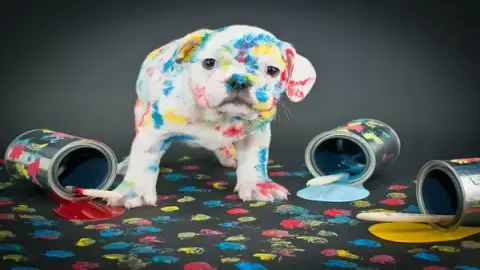 Heureux Avec Boule de Poils