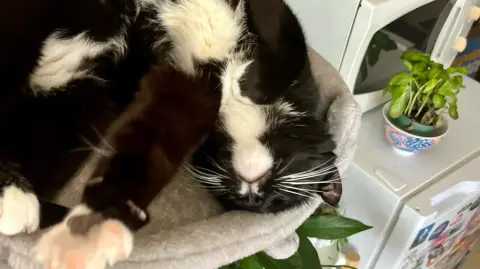 Garde animaux à votre domicile ou au mien photo 4