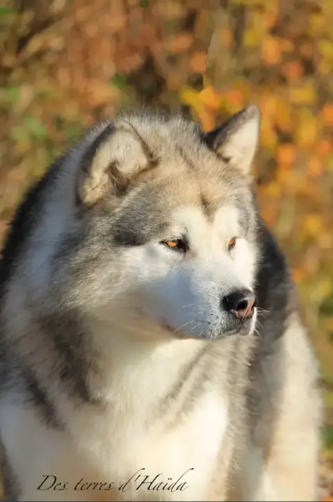 Elevage malamute & Pension canine