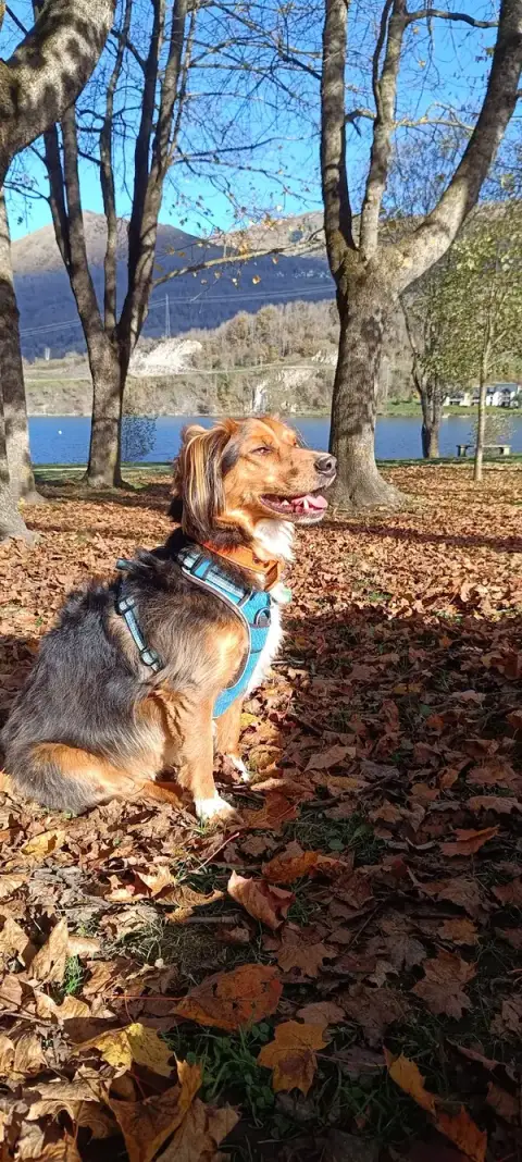 MC PETSITTING
