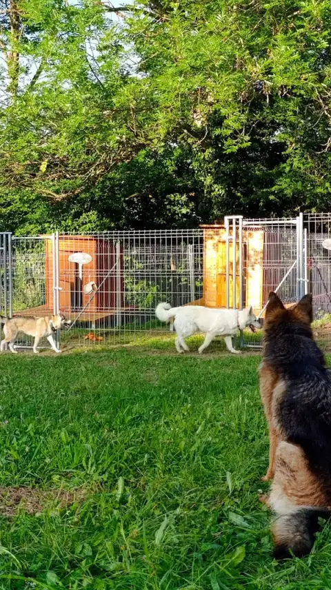 Canisko
