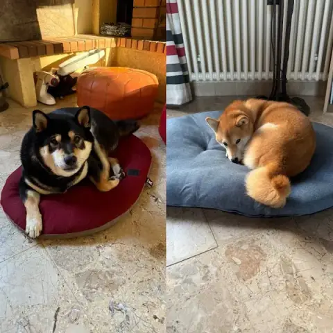 Géraldine, Educateur canin comportementaliste + livraison croquettes chiens et chats
