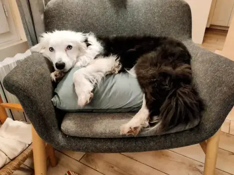 Les chiens perchés