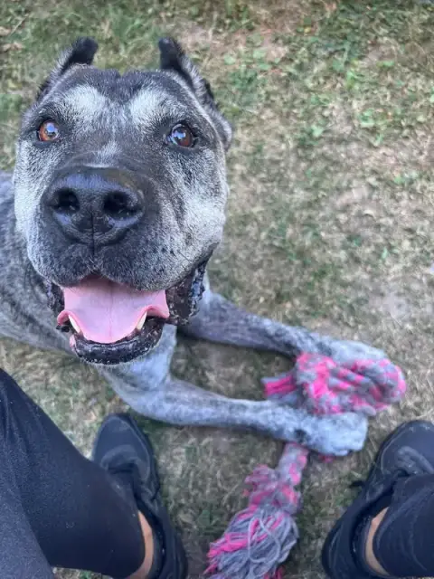 Bas les pattes : éducatrice comportementaliste canin et pet sitter