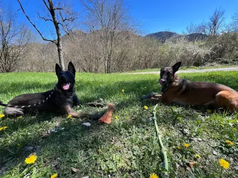 Serenity Animals 74 – Pet Sitting, Balades Canines & Pension Féline