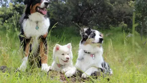 Une Vie de Chien