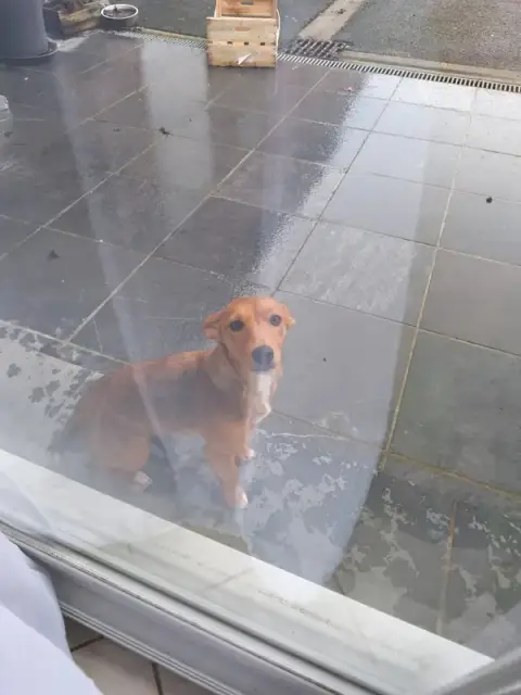 Weppes pet sitter