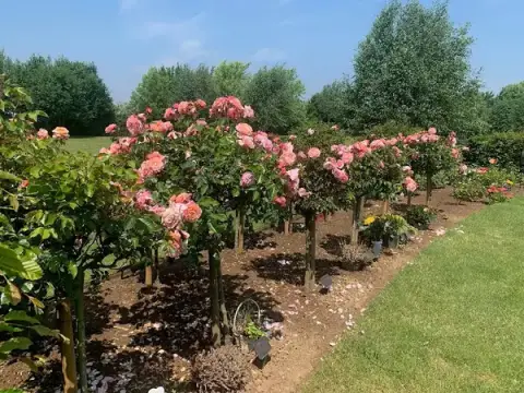 Crematorium and Memorial Park of the Pays d'Artois