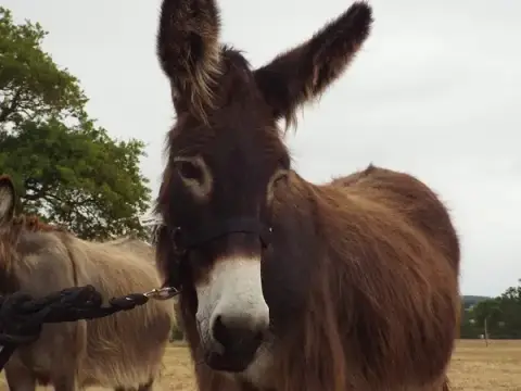 The relay donkeys