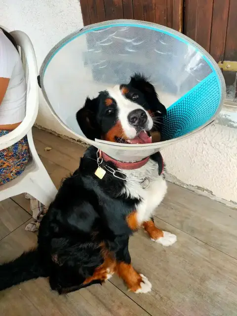 Vet Clinik