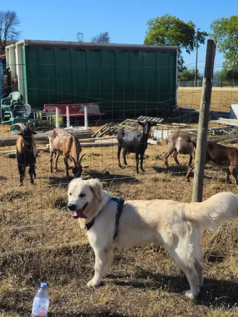 Montredon Éducation Et Sport Canins