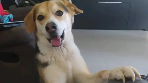 Pet sitting