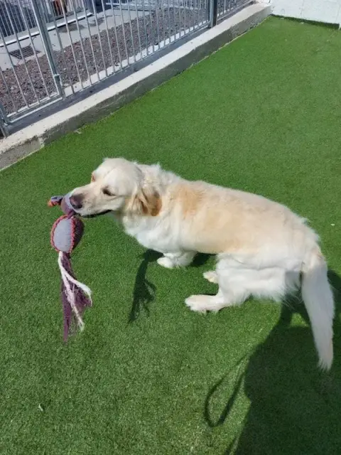 Pension Canine des Sources de la Liane