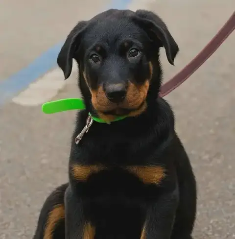 Espoir Canin