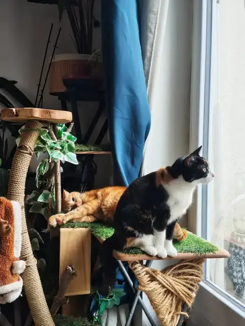 Les chats de Vi - Petsitting