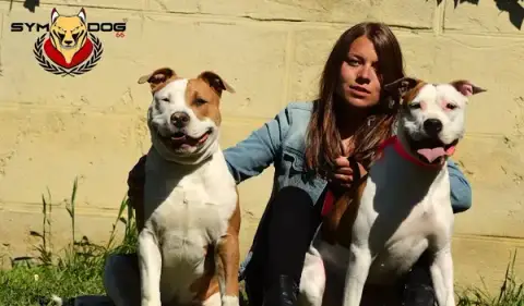 DOG CONTACT - CENTRE D'ÉDUCATION CANINE