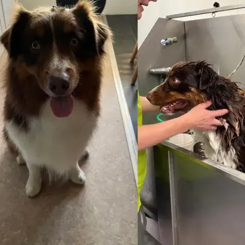 Le Salon d'Emilie, toilettage Canin et félin